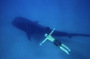 John McCarthy free diving with whale shark