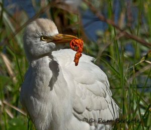 Egret eating balloon
