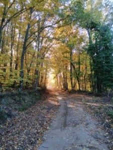 Forest path in Catalunya, Spain Forest path in Catalunya, Spain