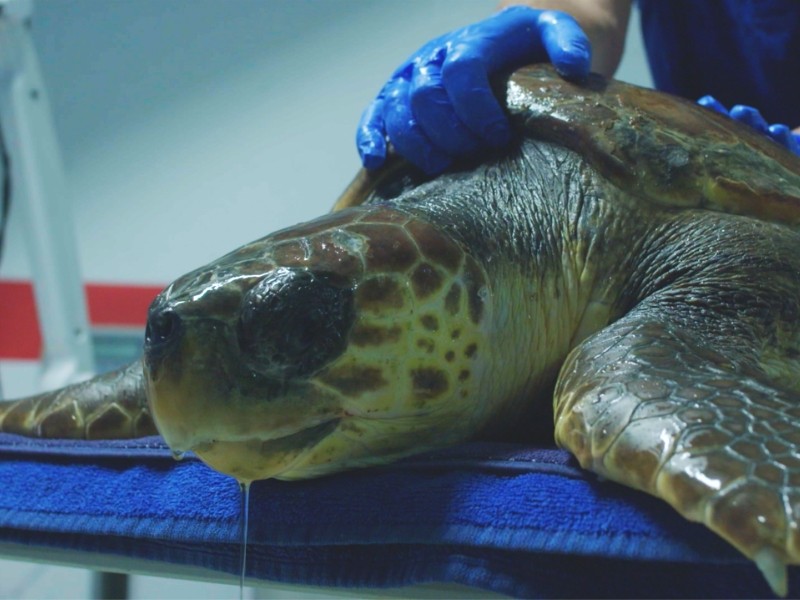 Out of Plastic_Web_02 Sea Turtle