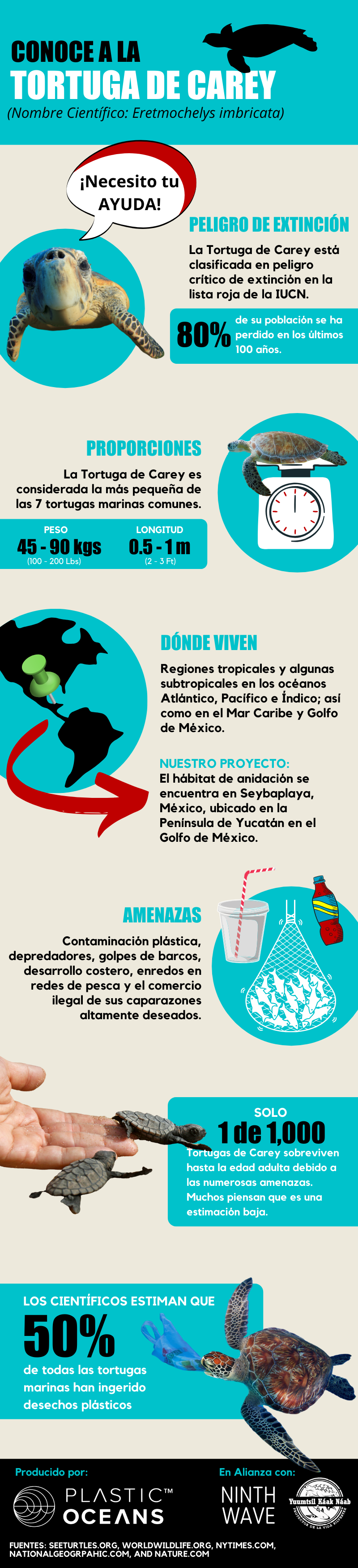 Infografía de la tortuga carey
