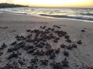 Hawksbill hatchlings making their way to the Gulf of Mexico.