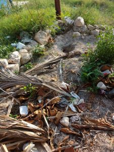 Plastic pollution near Hawksbill Sea Turtle nest.