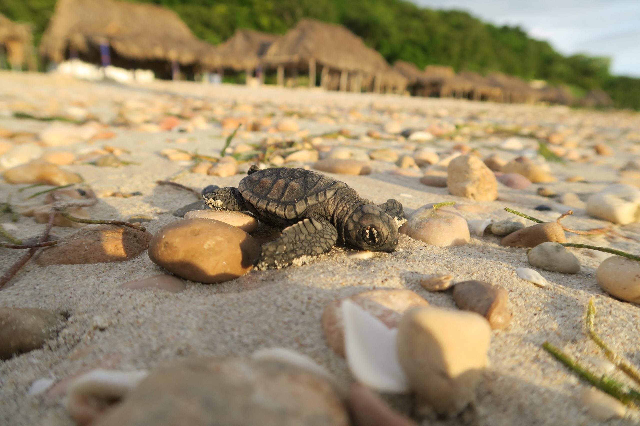 Hawksbill Sea Turtle baby - Campeche Turtle Project