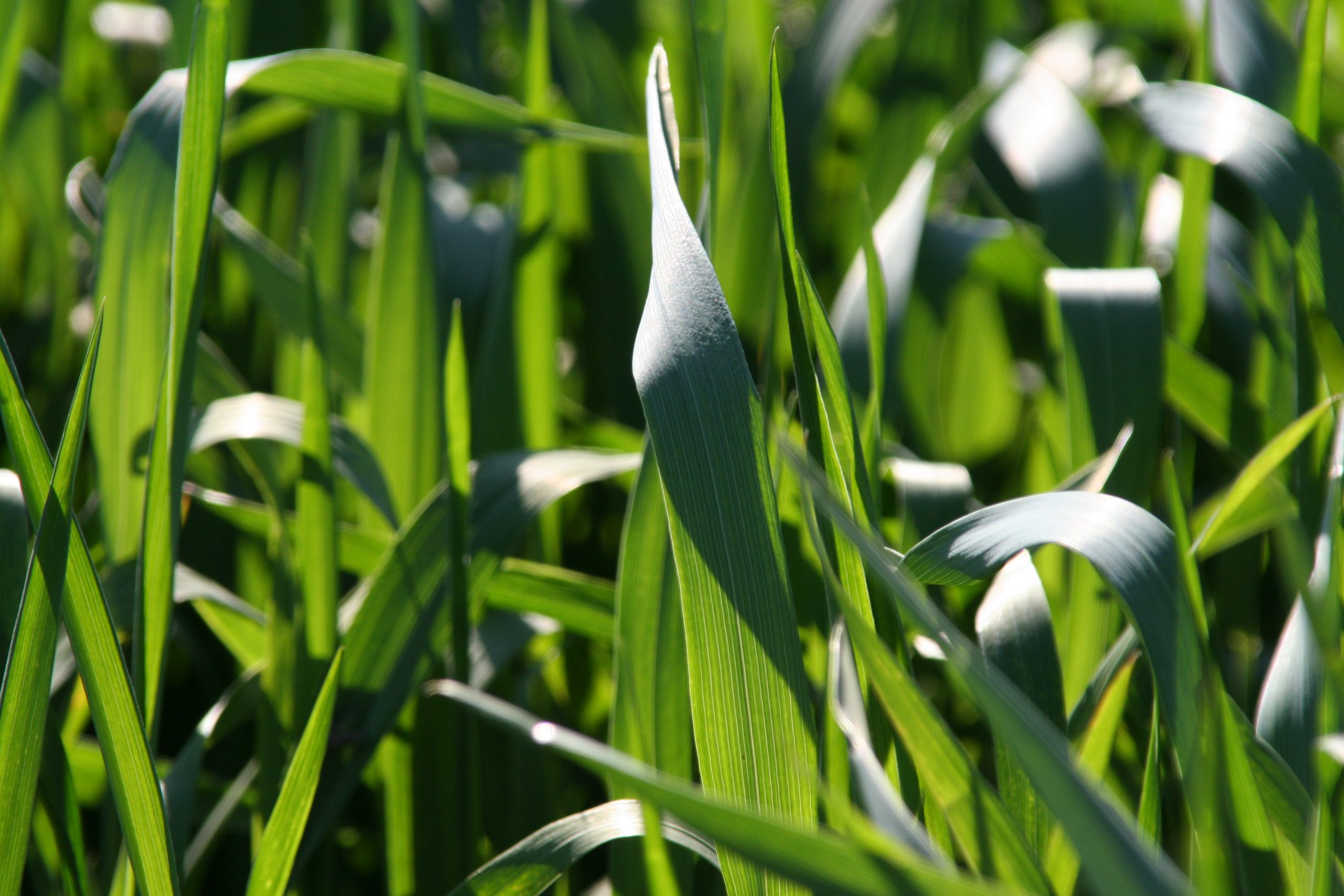 Corn Stalks