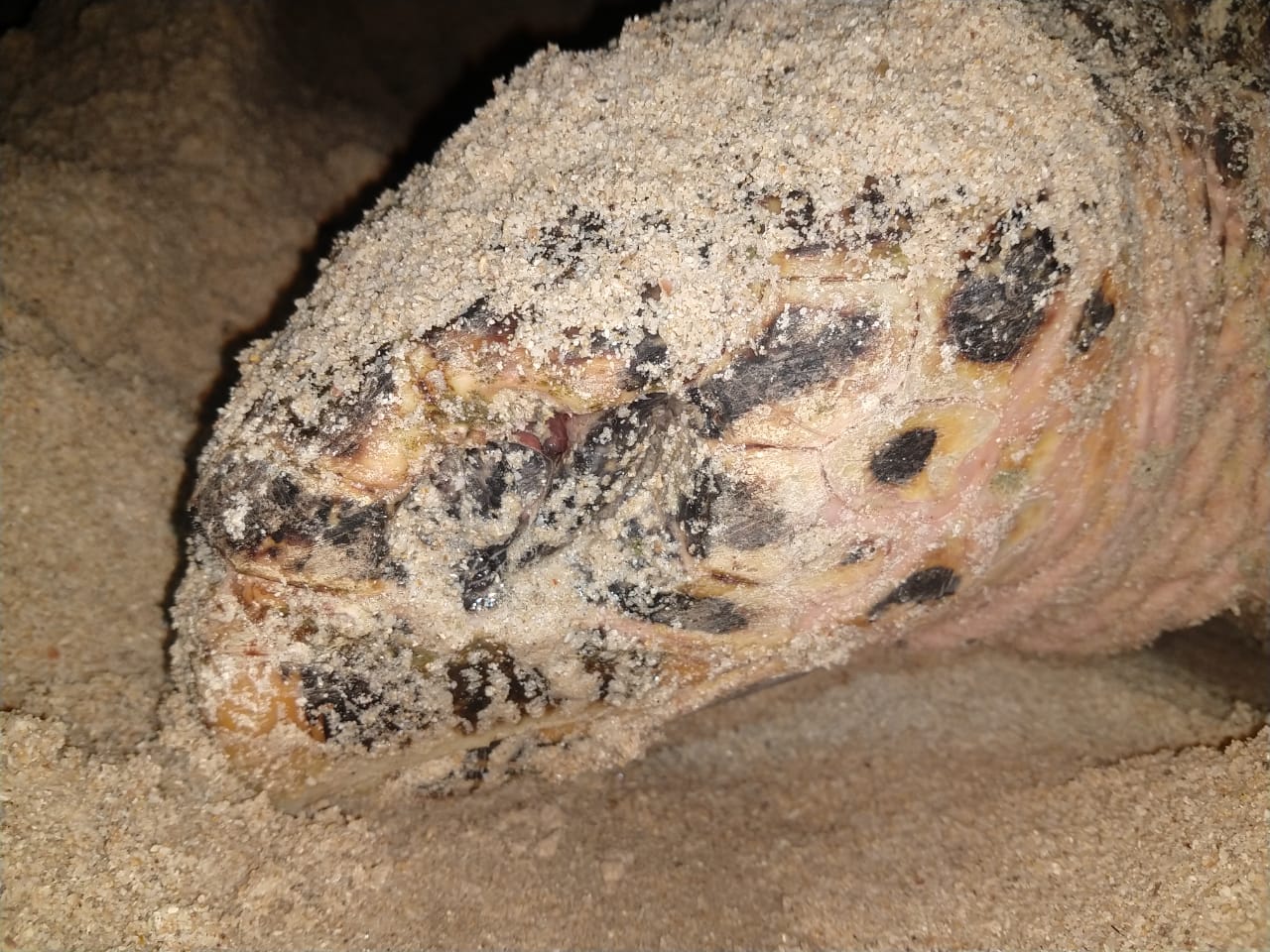 Blindy the one-eyed Hawksbill Sea Turtle