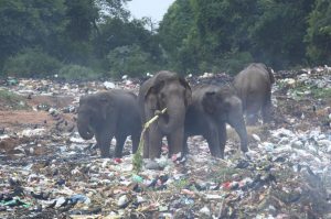Elephants in plastic waste