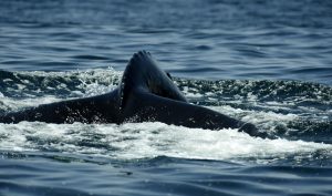 Megaptera_novaeangliae_series_Cetaceans_16@Denise_Lira_Ratinoff.