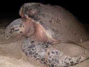 Tortuga Carey anidando