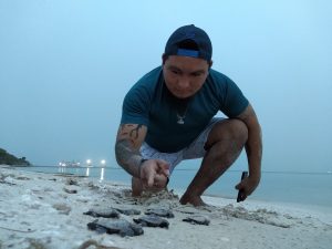 Luis Góngora cuenta crías de tortuga carey