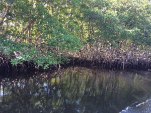 Los Petenes Biosphere Reserve in Campeche, Mexico