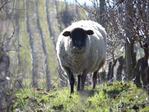sheep at Montes Wines