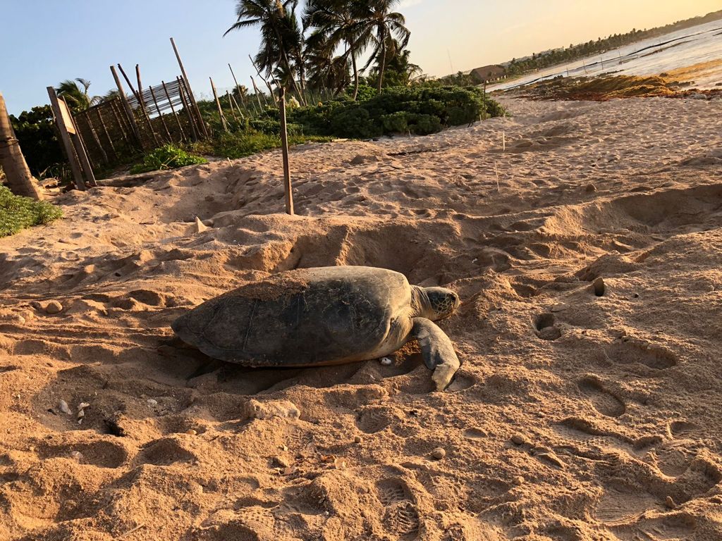 sea turtle
