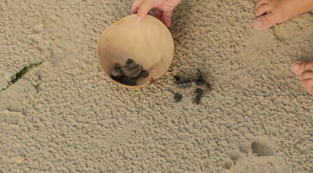 Sea turtle hatchlings