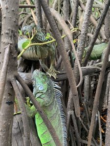 iguanas en los manglares de Ventanilla, México