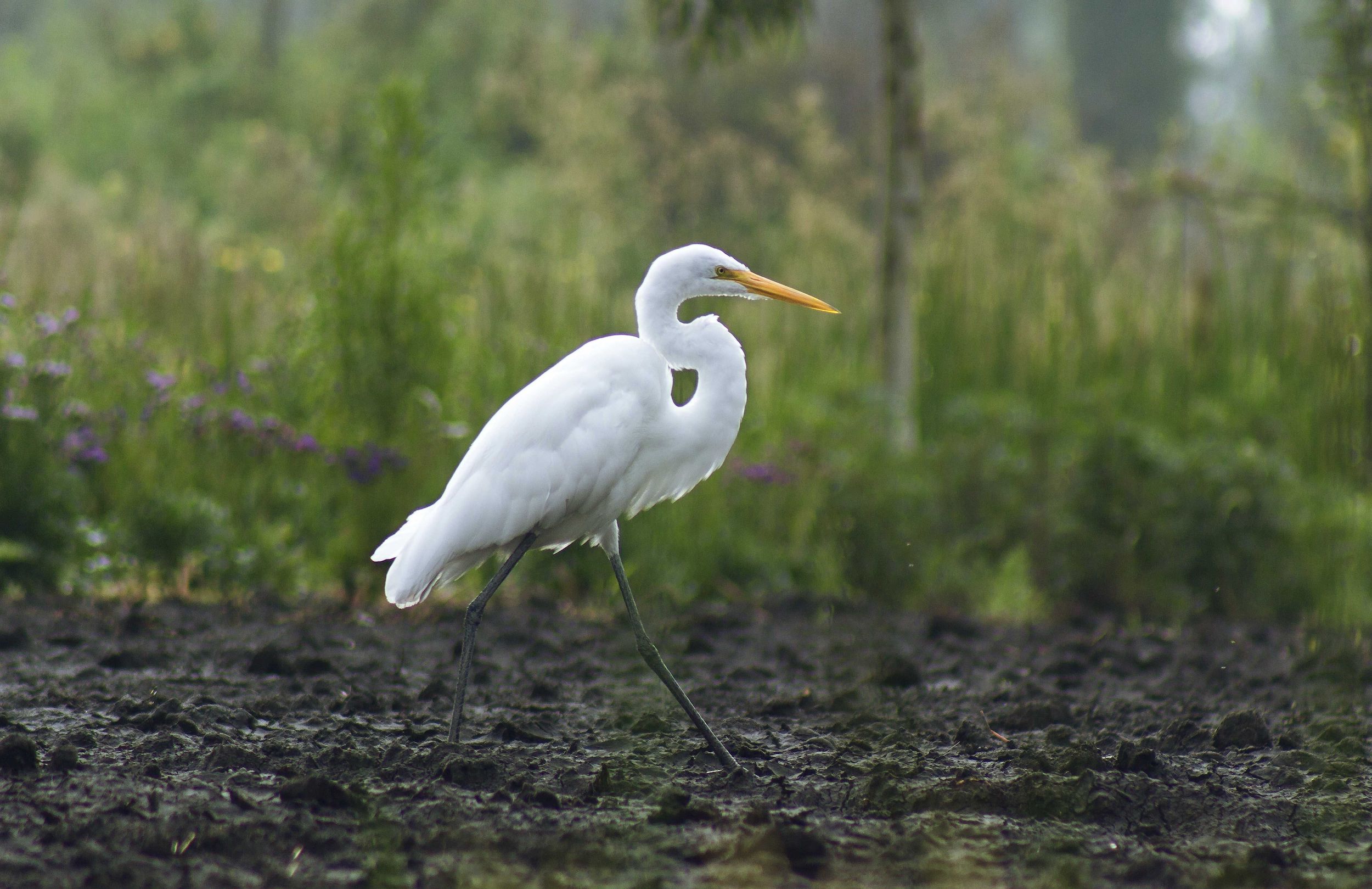 Grulla de Xochimilco