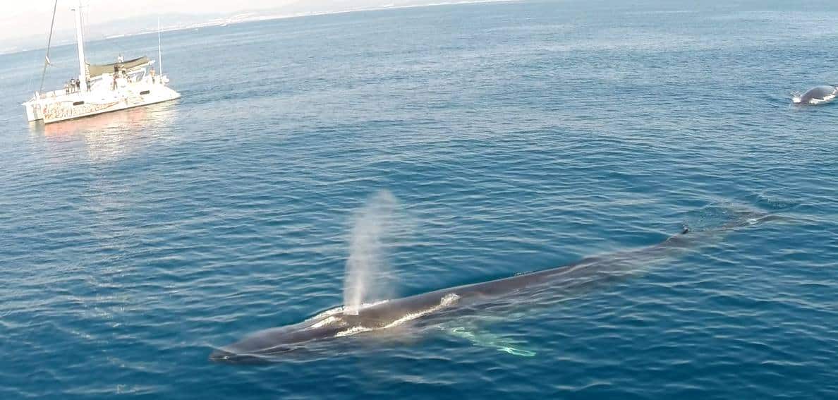 MAKTUB boat