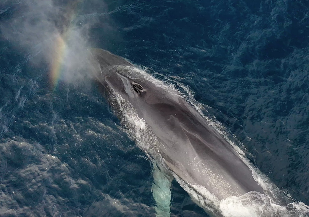 whale