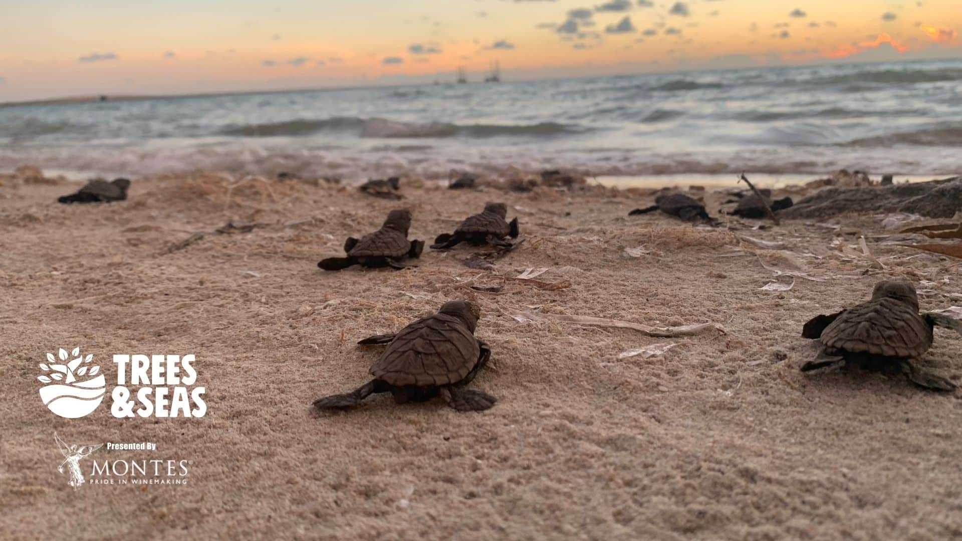 Turtle Release