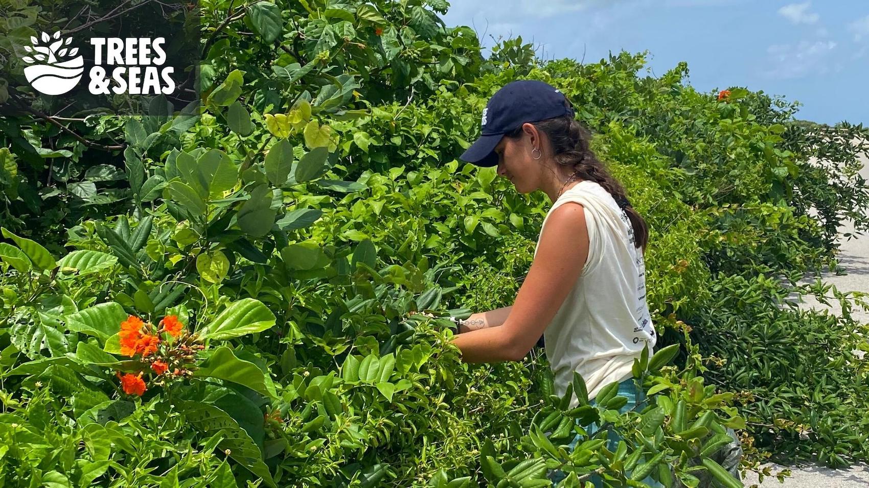 Coastal dune seed collecting
