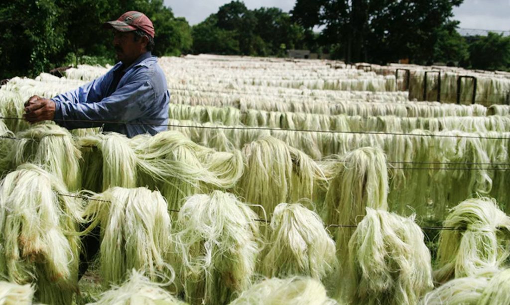 Henequén drying